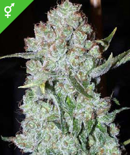 buy feminized marijuana seeds online