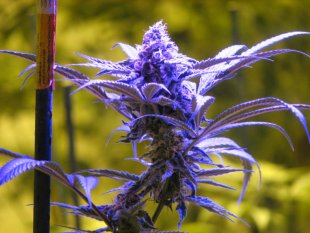 canadian genetics marijuana seeds