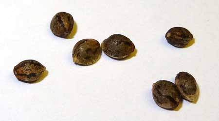 can you germinate cannabis seeds in water