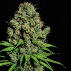 best price cannabis seeds