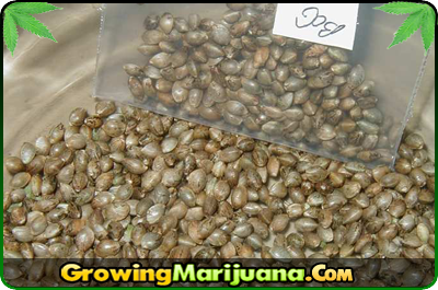 big bang 2 weed seeds