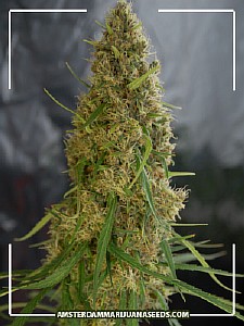 bonza cannabis seeds