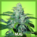 buy weed seeds online usa