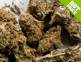 cannabis indica seeds