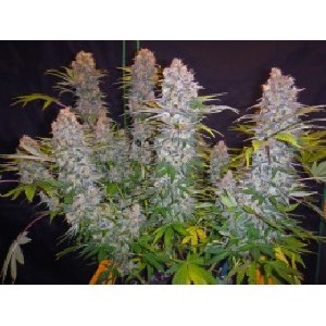 bent seedling cannabis