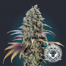 blue thunder cannabis seeds
