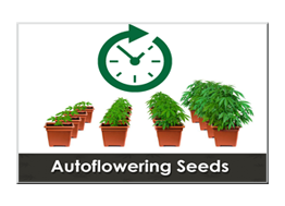 autoflowering weed seed banks