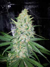 best website to order marijuana seeds