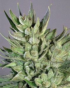ak 47 from marijuana-seeds.nl