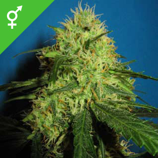 can you buy cannabis seeds in uk