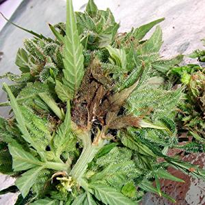 best way 2 germinate cannabis seeds
