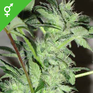 best weed seeds online