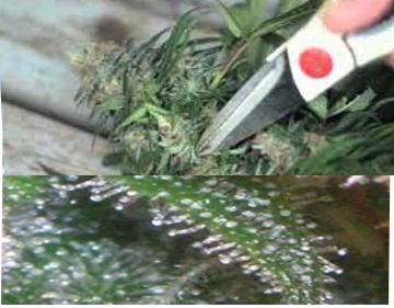 buy cannabis seeds in washington state
