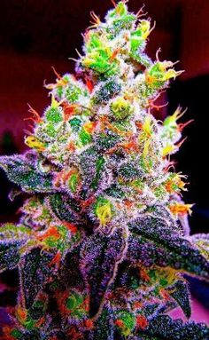 best light for cannabis seedlings