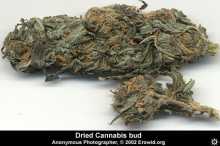 buy marijuana seeds uk legal