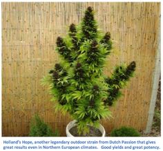 cannabis seed companys shipping to u.s