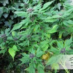 are green marijuana seeds bad