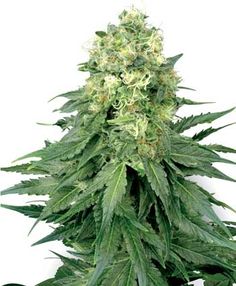 cannabis male female seeds