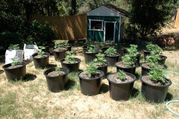 best way to germinate weed seeds fast