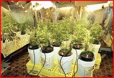 cannabis seed growing tips