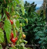 buy marijuana seeds online in the united states