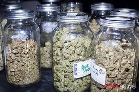 12 cannabis seeds