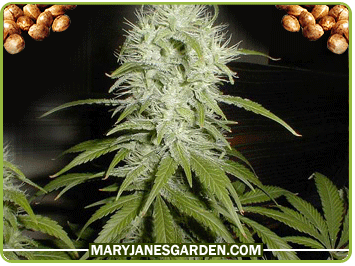 best way store cannabis seeds