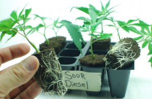 can you buy cannabis seeds in colorado