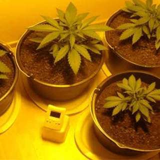 buy marijuana seeds online cheap canada