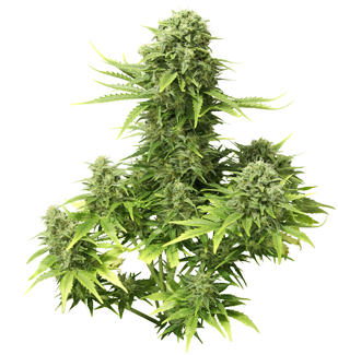 best marijuana seed banks 2012