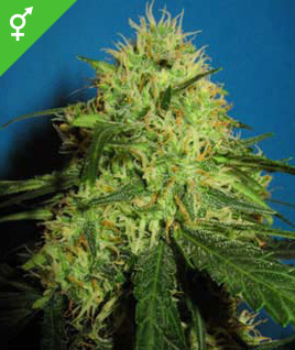 best cannabis seeds for outdoor growing