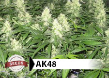 canadian marijuana seed bank