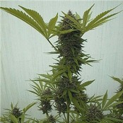 cannabis seeds sale