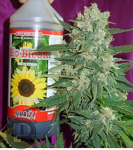 autoflower weed seeds