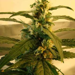 amnesia weed seeds