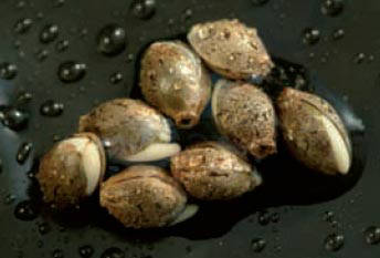 4 week old cannabis seedlings