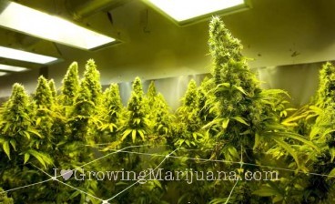 cannabis growers