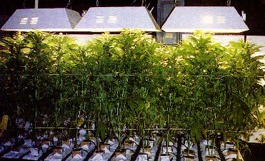best online marijuana seed bank