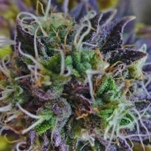 buy white rhino weed seeds