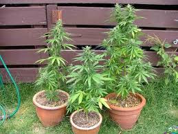 canada marijuana seed suppliers