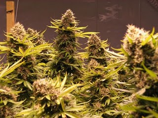 big bud weed seeds for sale