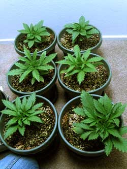 6 weeks cannabis seeds