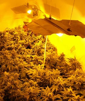 cannabis cultivation