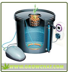 best cannabis seed bank usa