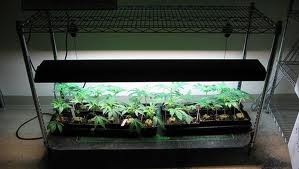 best marijuana seeds growing indoors