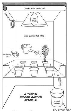 cheap mmj seeds