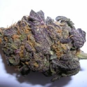 autoflower cannabis seeds uk