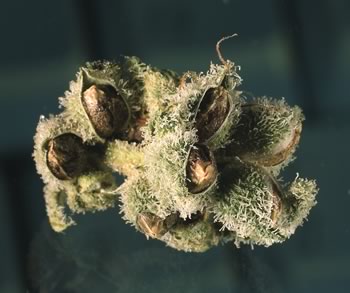 aurora indica de weed seeds