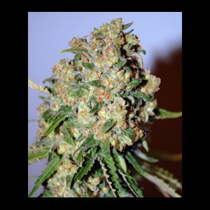 bulk cannabis seeds for sale
