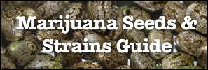 can you buy cannabis seeds uk